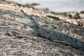 Juveniline Crocodile with open jaw