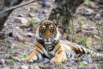 Litter of Tigeress T-19 Krishna