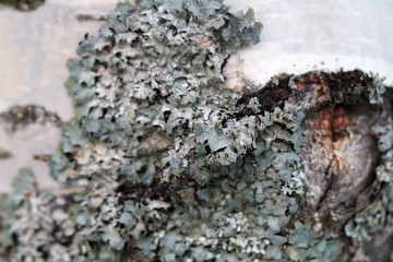 Surface of a tree trunk with a lot of silver colored lichen. Color closeup image showing the beautiful texture of the lichen. Sunny summer day. Photographed in Finland with a macro lens.