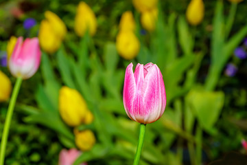 Pink tulip prominent and beautiful in the garden.