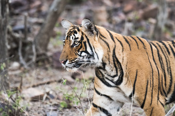 Litter of Tigeress T-19 Krishna