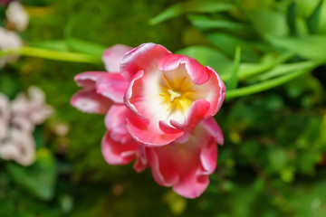 Pink tulip prominent and beautiful in the garden.