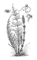 Field Horsetail (Equisetum arvense) / vintage illustration from Meyers Konversations-Lexikon 1897
