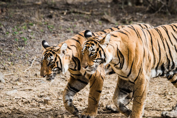 Krishna T-19 & her Ladla