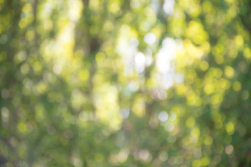 Green and yellow blurred background