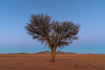 Lone camel thorn in the desert