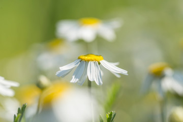 Wild chamomile in the field. Chamomile plant Matricaria Chamomilla. Matricaria chamomilla flowers on meadow, selective focus.