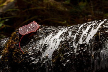 Red autumn leaf with drops of water on old birch tree in forest
