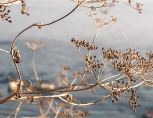Close up of dried plant and beautiful water of Ochrid Lake, Macedonia.