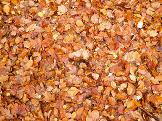 Golden autumnal leaves as nature background.