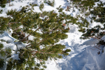 雪山の高山植物　冬の様子