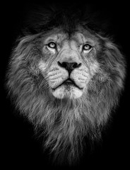 Poster black and white lion