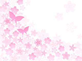 Fototapeta na wymiar 桜と扇子