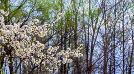 Cherry branch with flowers on the background of trees that are beginning to become covered with greenery_