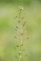 The plant shepherd's purse (Capsella bursa-pastoris) belongs to the family Brassicaceae during flowering. Flower of Shepherd's purse, Capsella bursa-pastoris. 