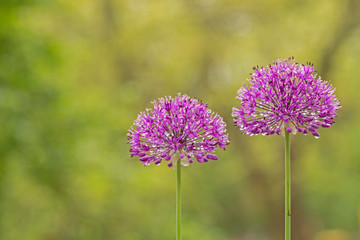 Obraz premium Аllium purple flowers growing in the garden. Purple Allium Flowers Close Up. purple pink garden Allium flower cluster from onion and garlic family. Beautiful picture with Alliums for the gardening. 