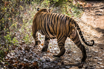 Royal Bengal Tiger (T-24 Ustaad)