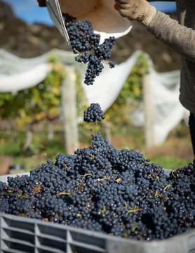 Central Otago Vineyard Harvest In New Zealand During Daytime