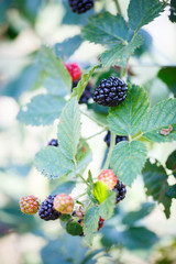 fresh ripe blackberries in a garden