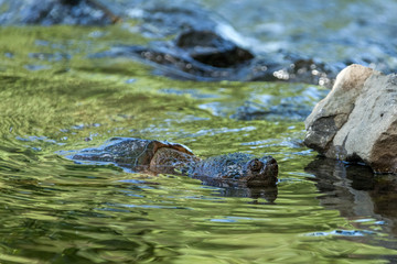 Snapping turtle swimming in the wild.
