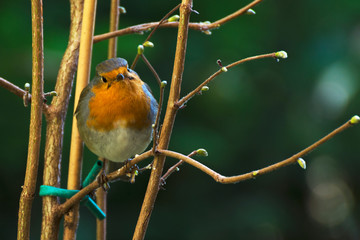 Erithacus rubecula, a small European native bird, here in the Alps.