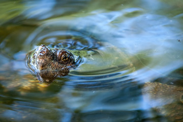 Snapping turtle swimming in the wild.