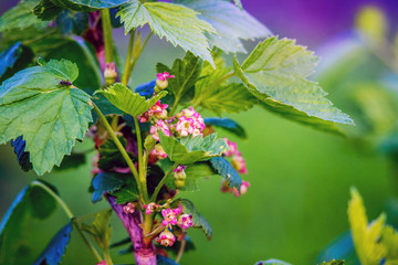 Currant bush during flowering. Spring in the garden_