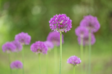 Аllium purple flowers growing in the garden. Purple Allium Flowers Close Up. purple pink garden Allium flower cluster from onion and garlic family. Beautiful picture with Alliums for the gardening. 