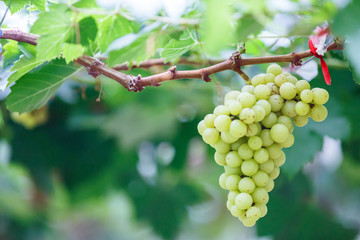 White , green grapes hanging on a bush  vine in the vineyard