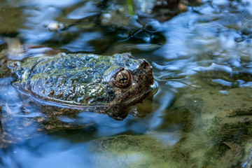 Snapping turtle swimming in the wild.