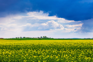 Yellow field during rapeseed blossom and dark dramatic stormy sky_
