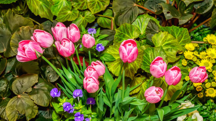 Pink tulip prominent and beautiful in the garden.