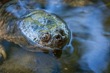 Snapping turtle swimming in the wild.