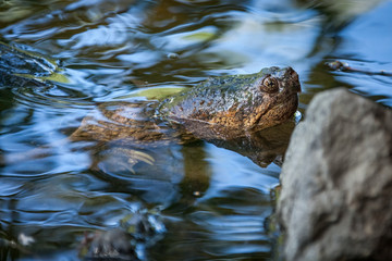 Snapping turtle swimming in the wild.