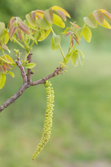 A branch of a walnut tree (Juglans regia) with male and female flowers blooming in the sprin, closeup.