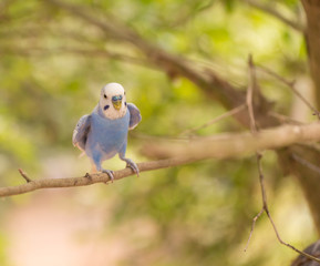 Parakeet (Melopsittacus undulatus) on Tree Branch