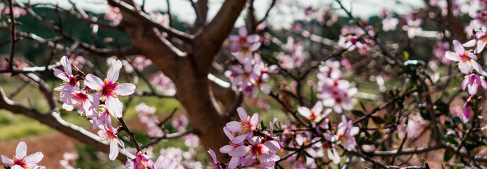 Flowers from an almond tree during the spring blossom in Spain.