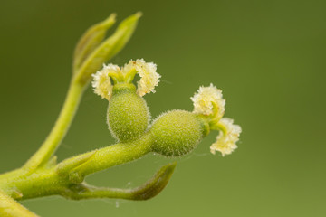 A branch of a walnut tree (Juglans regia) with male and female flowers blooming in the sprin, closeup.