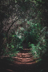 Path in a Mediterranean forest on a sunny day