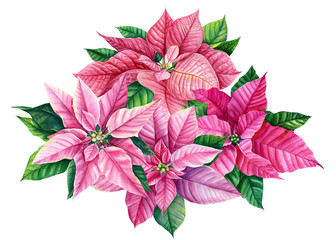 christmas bouquet with flowers poinsettia on a white background. watercolor illustration, hand drawing