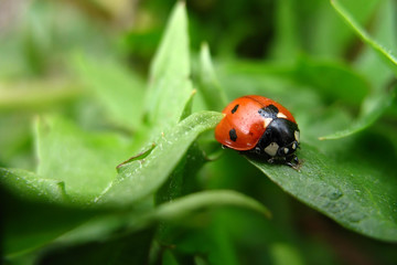 Obraz premium Red-black ladybug on green leaves. Macro photo of an insect. Selective focus. Blurred background. Closeup view