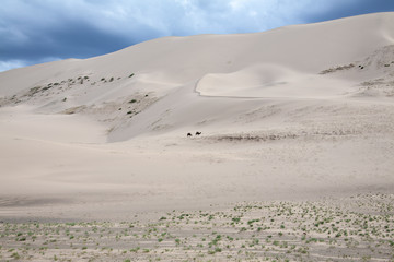 Camels Camelus bactrianus Sand Dunes on Horizon