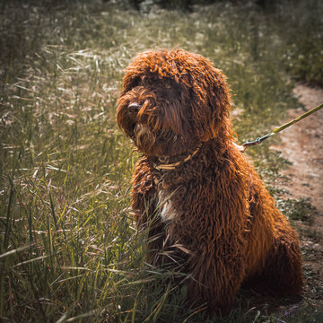 Spanish dog sitting in the grass during a sunny day