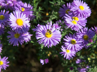 purple beautiful camomiles with bee in the garden