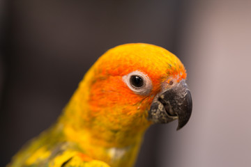 Female Sun Conure (Aratinga solstitialis)
