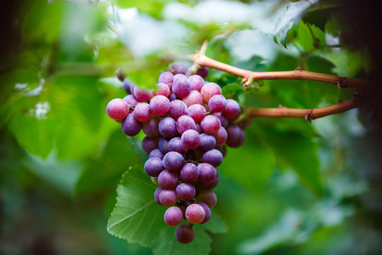 Close-up of bunches of ripe red grapes on the vine