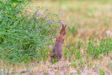 Eastern Cottontail Rabbit (Sylvilagus floridanus) photographed from behind