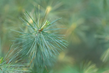 White pine (Pinus strobus) needles branches soft focus, beautiful bokeh background. Eastern white pine (Pinus strobus) is a large pine native to eastern North America.