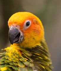 Female Sun Conure (Aratinga solstitialis)