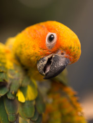 Female Sun Conure (Aratinga solstitialis)